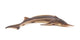 Sturgeon Fish Wall Decal