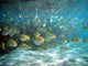 Bancpoisson Wall Mural