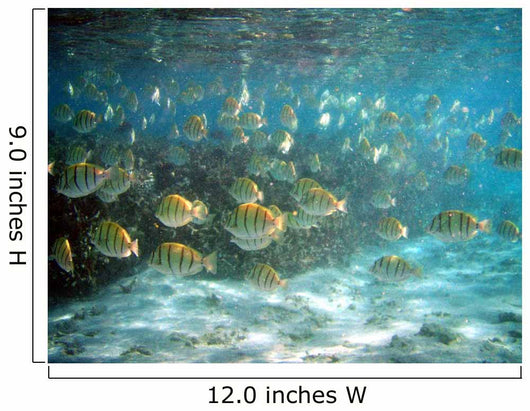 Bancpoisson Wall Mural