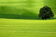 Tree Field Wall Decal