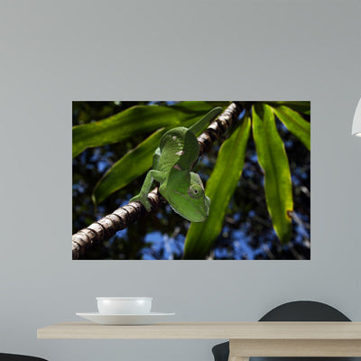 Chameleon Manambato Wall Mural shown on a wall