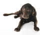 Labrador Wall Decal