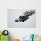 American alligator Wall Mural