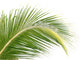 Palm Coconut White Wall Mural