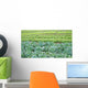 Field Salad Sprouts Wall Mural