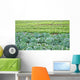 Field Salad Sprouts Wall Mural