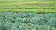 Field Salad Sprouts Wall Mural