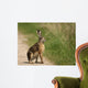 Hare Wayside