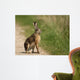 Hare Wayside