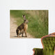Hare Wayside