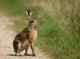 Hare Wayside
