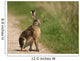 Hare Wayside