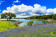 Texas Bluebonnets Wall Decal