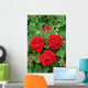 ivy geranium red double Wall Mural