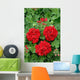 ivy geranium red double Wall Mural