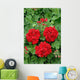ivy geranium red double Wall Mural
