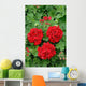 ivy geranium red double Wall Mural