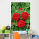ivy geranium red double Wall Mural