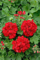 ivy geranium red double Wall Mural