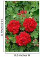 ivy geranium red double Wall Mural