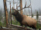Elk Wall Mural