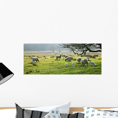 Sheep Grazing Pasture Derbyshire Wall Mural shown on a wall