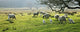 Sheep Grazing In A Pasture, Derbyshire, England Wall Mural