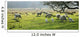 Sheep Grazing In A Pasture, Derbyshire, England Wall Mural