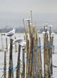 Gaviotas En La Albufera
