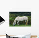 Connemara Pony Wall Mural