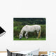 Connemara Pony Wall Mural