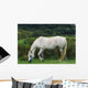 Connemara Pony Wall Mural
