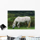 Connemara Pony Wall Mural
