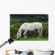 Connemara Pony Wall Mural
