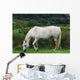 Connemara Pony Wall Mural