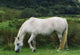 Connemara Pony Wall Mural