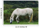 Connemara Pony Wall Mural