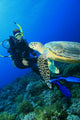 Turtle meets Scuba Diver Wall Mural