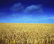 Co Louth,Ireland;Wheat Field Wall Mural