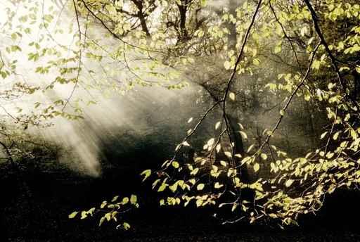 Woodland with Mist Wall Mural