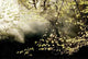 Woodland with Mist Wall Decal Design 2
