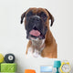 Head Shot Boxer Wall Decal