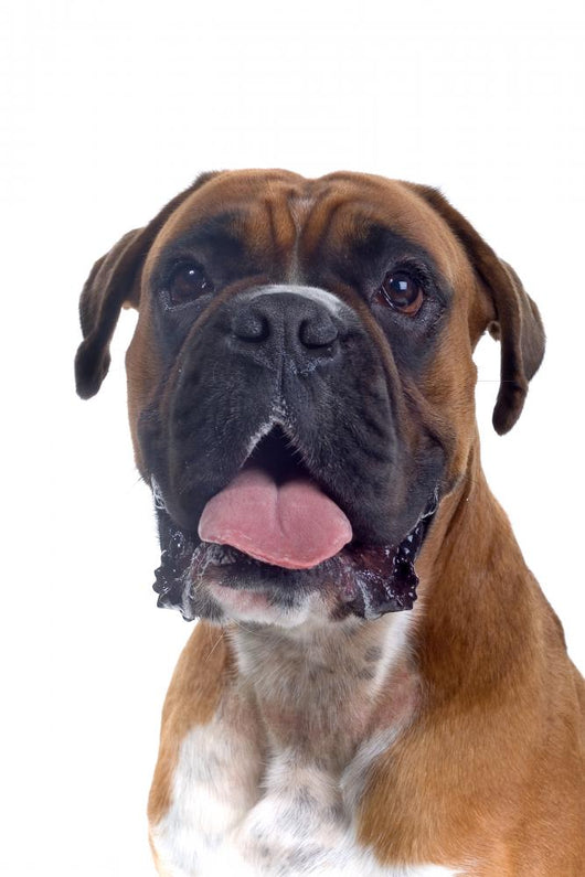 Head Shot Boxer Wall Decal