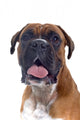 Head Shot Boxer Wall Decal