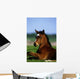 Thoroughbred Foal, Co Kildare, Ireland Wall Mural