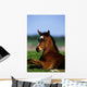 Thoroughbred Foal, Co Kildare, Ireland Wall Mural