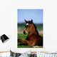 Thoroughbred Foal, Co Kildare, Ireland Wall Mural