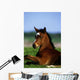Thoroughbred Foal, Co Kildare, Ireland Wall Mural