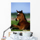 Thoroughbred Foal, Co Kildare, Ireland Wall Mural
