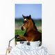 Thoroughbred Foal, Co Kildare, Ireland Wall Mural